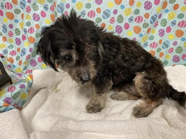 An adult small-sized female Dachshund dog named Olive for adoption in Modesto, CA