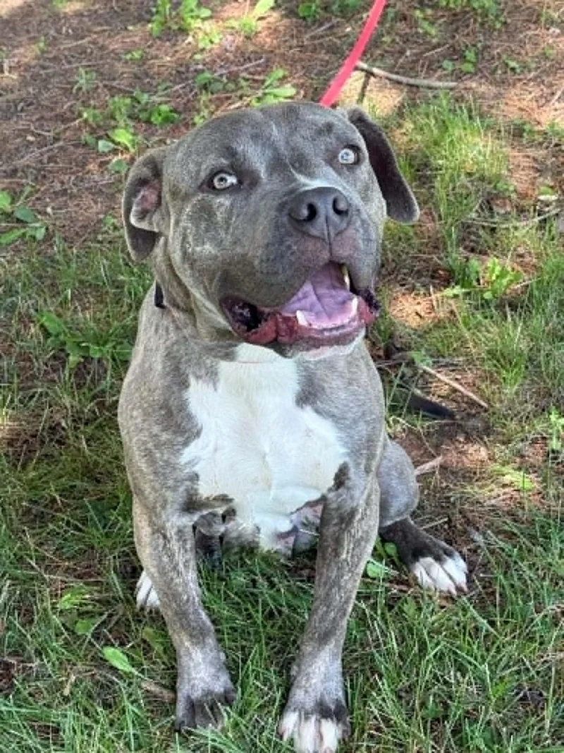 Ruffus