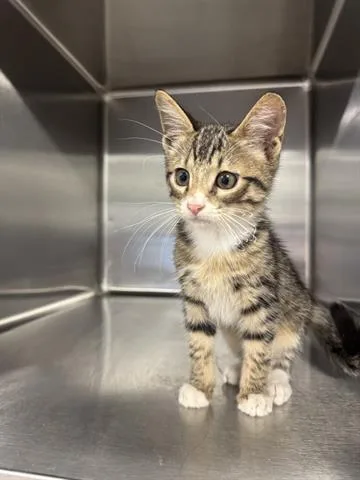 A baby small-sized male Domestic Short Hair cat named Jinu for adoption in San Martin, CA