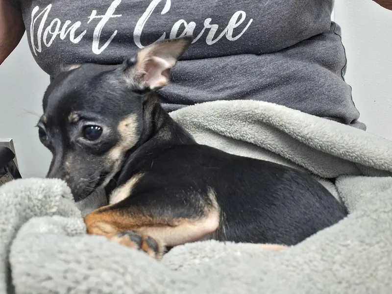 Nyxie