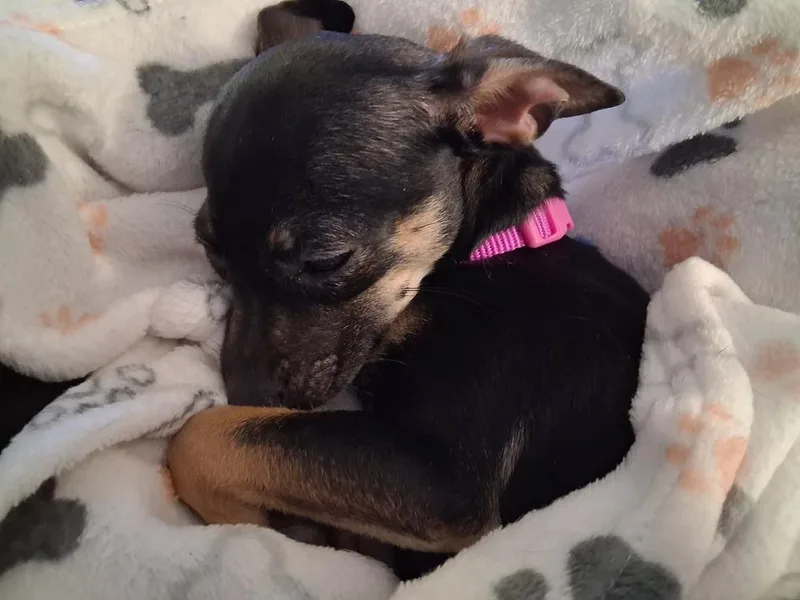 Nyxie thumbnail 2