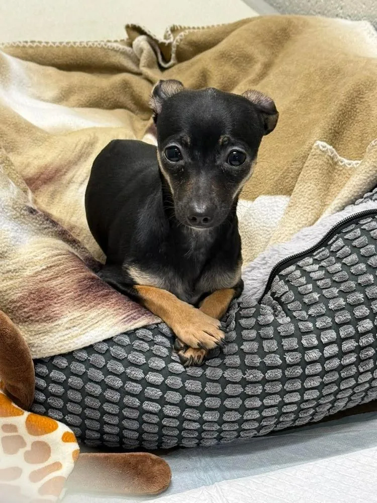 Nyxie thumbnail 3