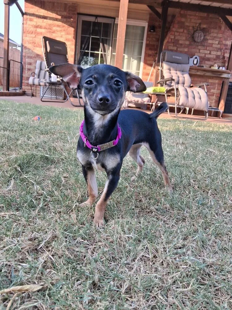 Nyxie thumbnail 4