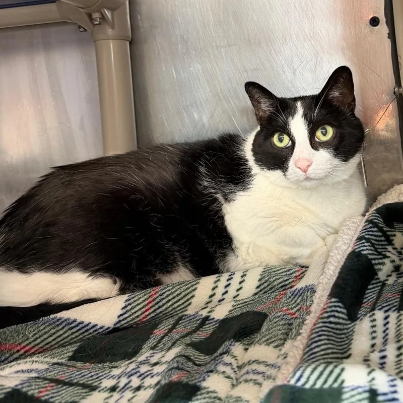 An adult large-sized female Black Domestic Short Hair cat named Sally for adoption in Austin, TX