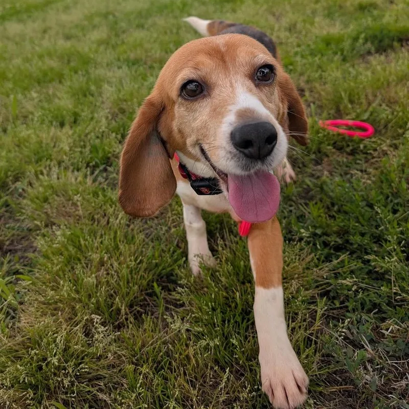 A senior small-sized female White / Cream Beagle dog named Bonnie for adoption in Nowata, OK