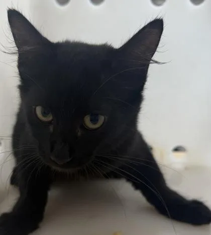 A baby small-sized female Domestic Short Hair cat named Rotundum for adoption in Honolulu, HI