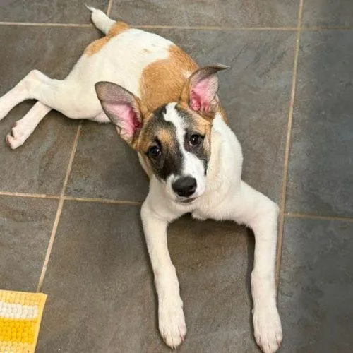 A baby small-sized female Yellow / Tan / Blond / Fawn Jack Russell Terrier dog named Petunia for adoption in Edmond, OK