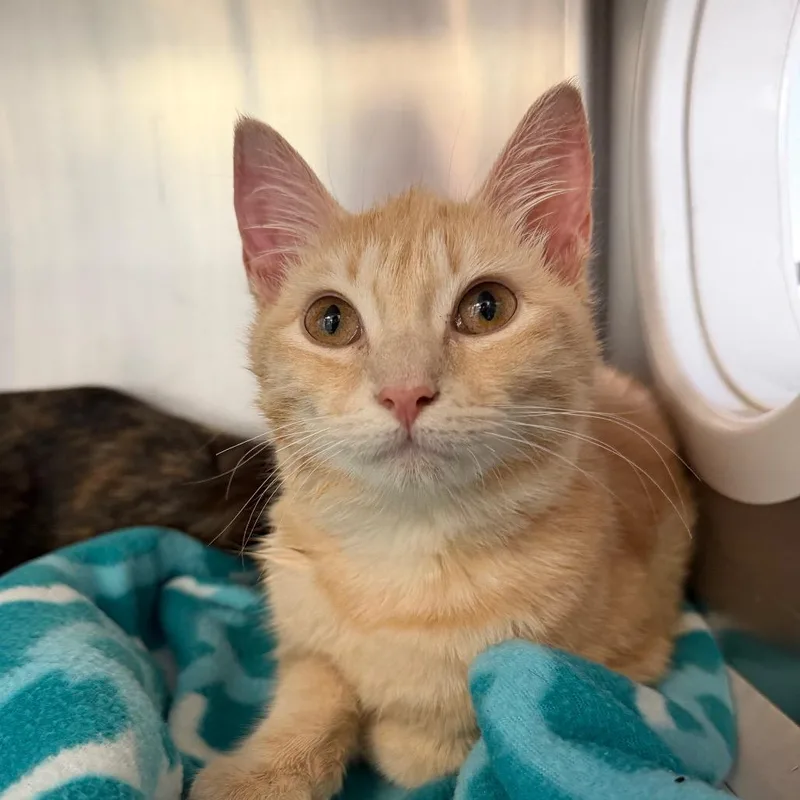A young medium-sized female Orange / Red Domestic Short Hair cat named Sol for adoption in Martinsville, VA