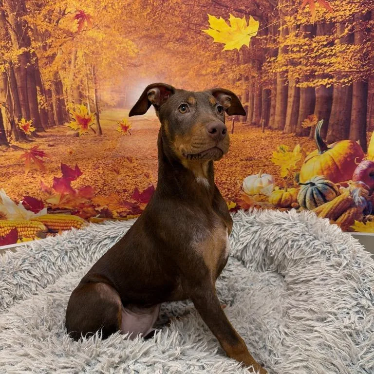 A baby medium-sized male Mixed Breed dog named Bubbles for adoption in Newberg, OR