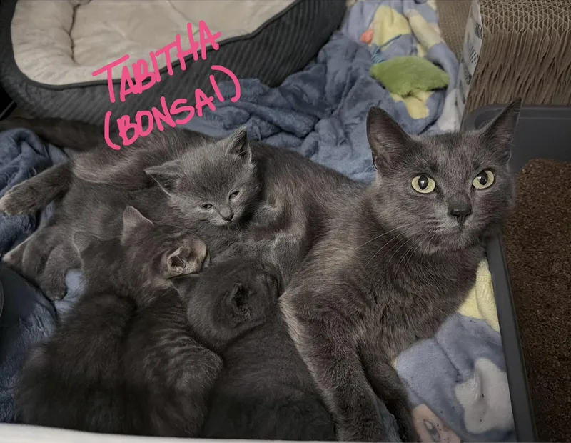 An adult small-sized female Gray / Blue / Silver Domestic Short Hair cat named Tabitha for adoption in Indianapolis, IN