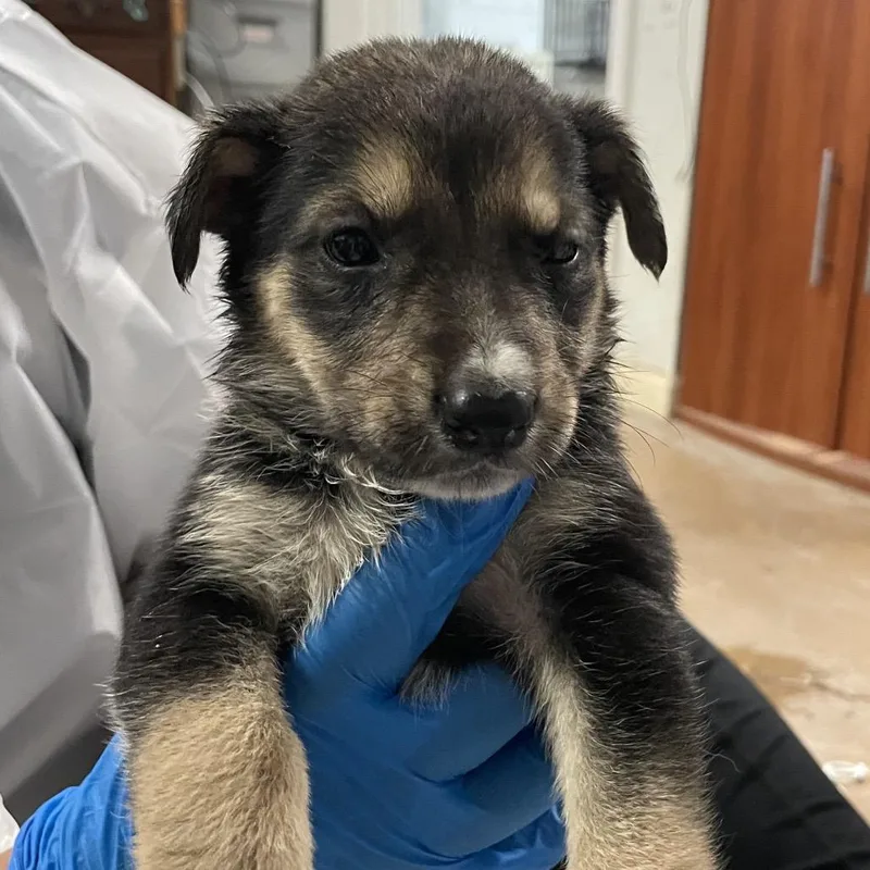 A baby small-sized female Black Shepherd dog named Goober for adoption in Edinburg, TX