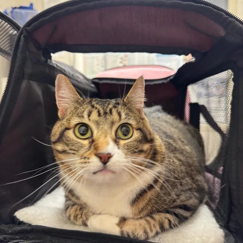A senior large-sized female Gray / Blue / Silver Domestic Short Hair cat named Athena for adoption in Murray, UT