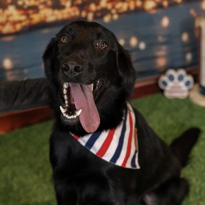 A young small-sized female Black Labrador Retriever dog named Millie for adoption in Aberdeen, NC