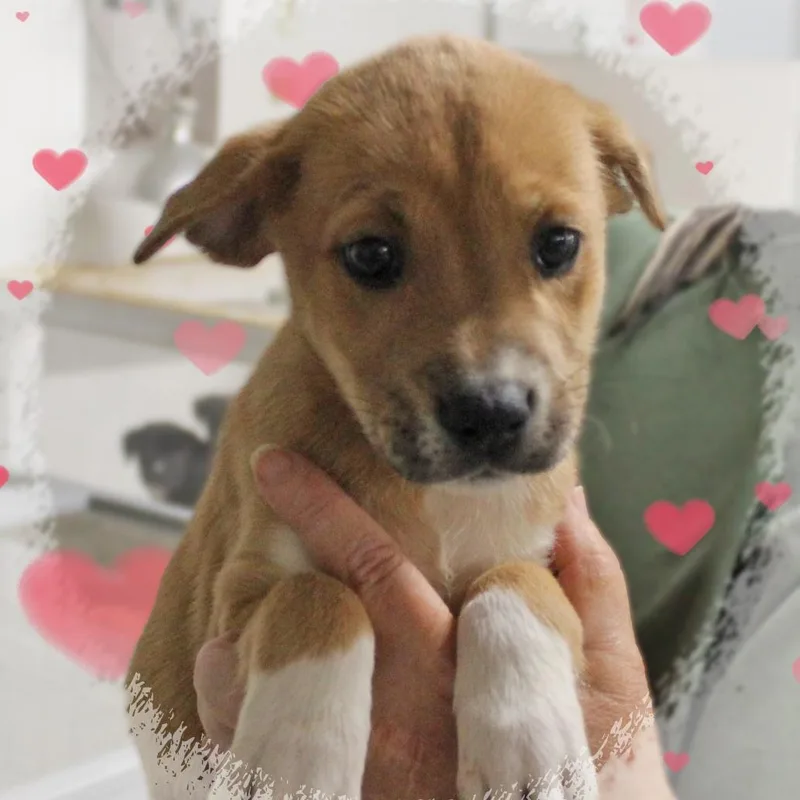 A baby medium-sized female White / Cream Mixed Breed dog named Gina for adoption in Amelia, OH