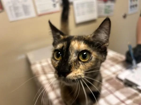 A young small-sized female Domestic Short Hair cat named Blaze for adoption in Oceanside, CA