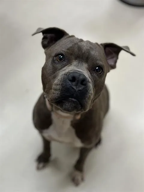 Daisy