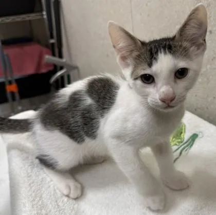 A baby small-sized male Domestic Short Hair cat named Hoku for adoption in Honolulu, HI