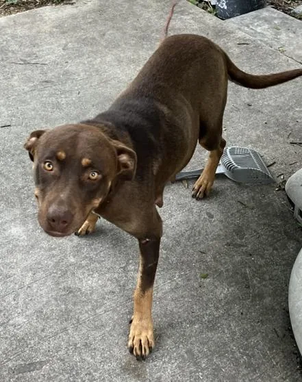 A young large-sized female Mixed Breed dog named Daisy for adoption in Dallas, TX