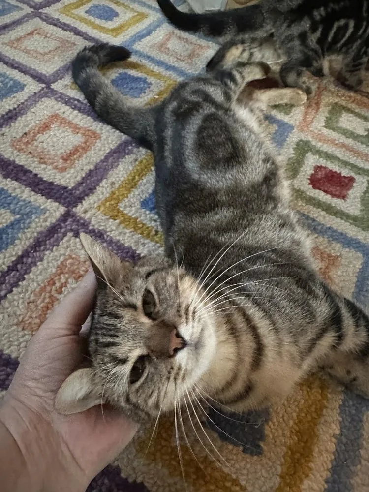 A young small-sized female Brown / Chocolate Tabby cat named Nyt for adoption in Warren, CT