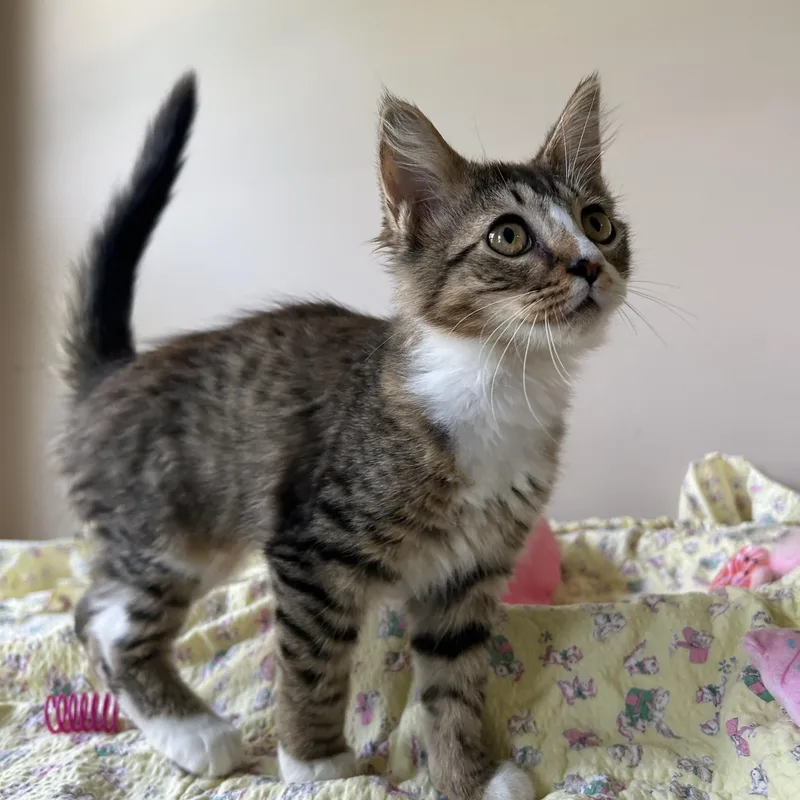 A baby medium-sized female Tabby (Brown / Chocolate) Domestic Long Hair cat named Brenda Sue for adoption in Seymour, TN