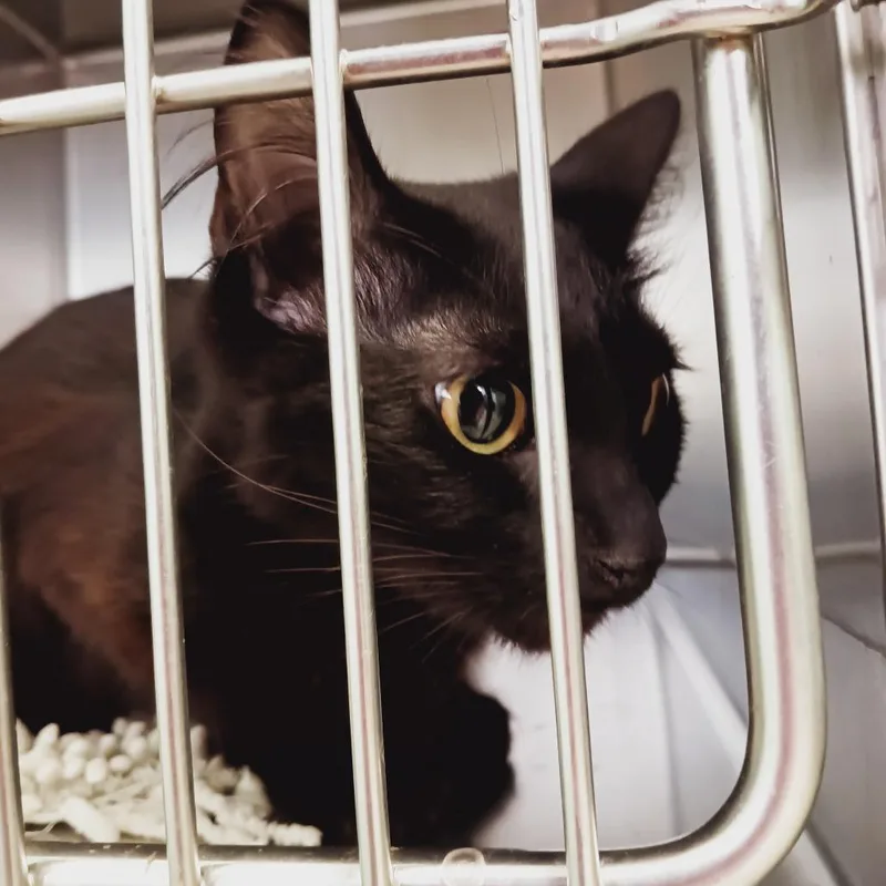 Luna Nyx thumbnail 2