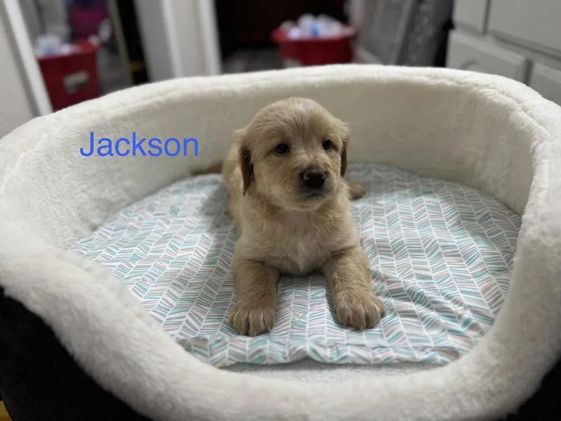 Clendening  Jackson thumbnail 2