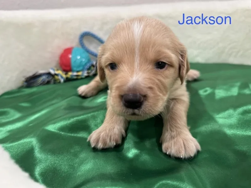 Clendening  Jackson thumbnail 3