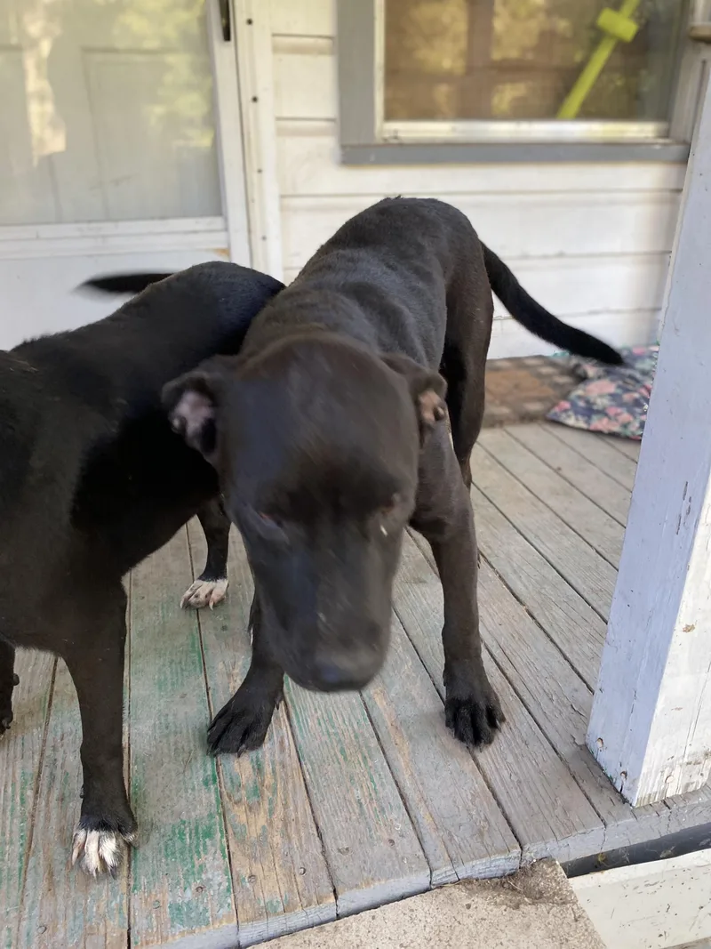 A young medium-sized male Black Pit Bull Terrier dog named Onyx for adoption in Spring, TX