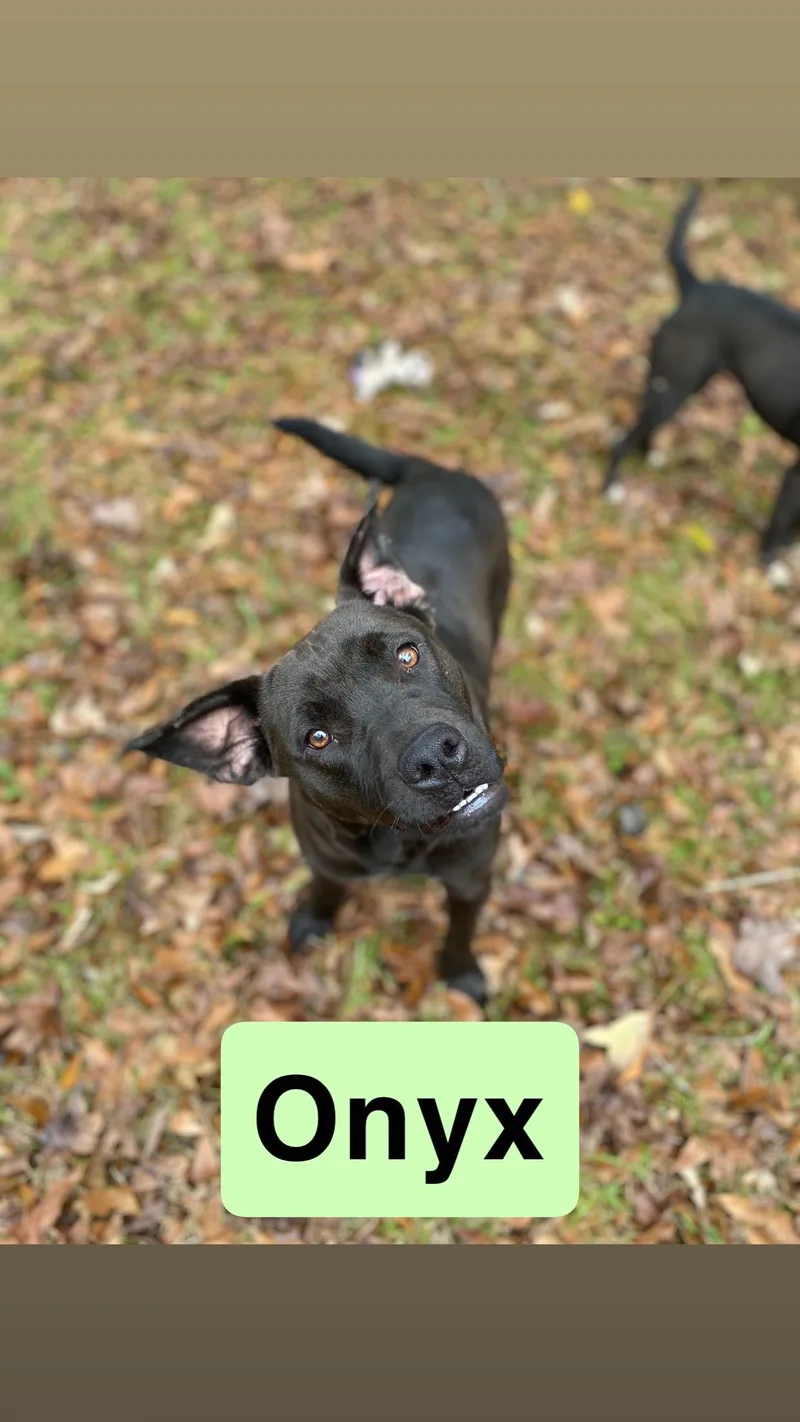 Onyx thumbnail 5