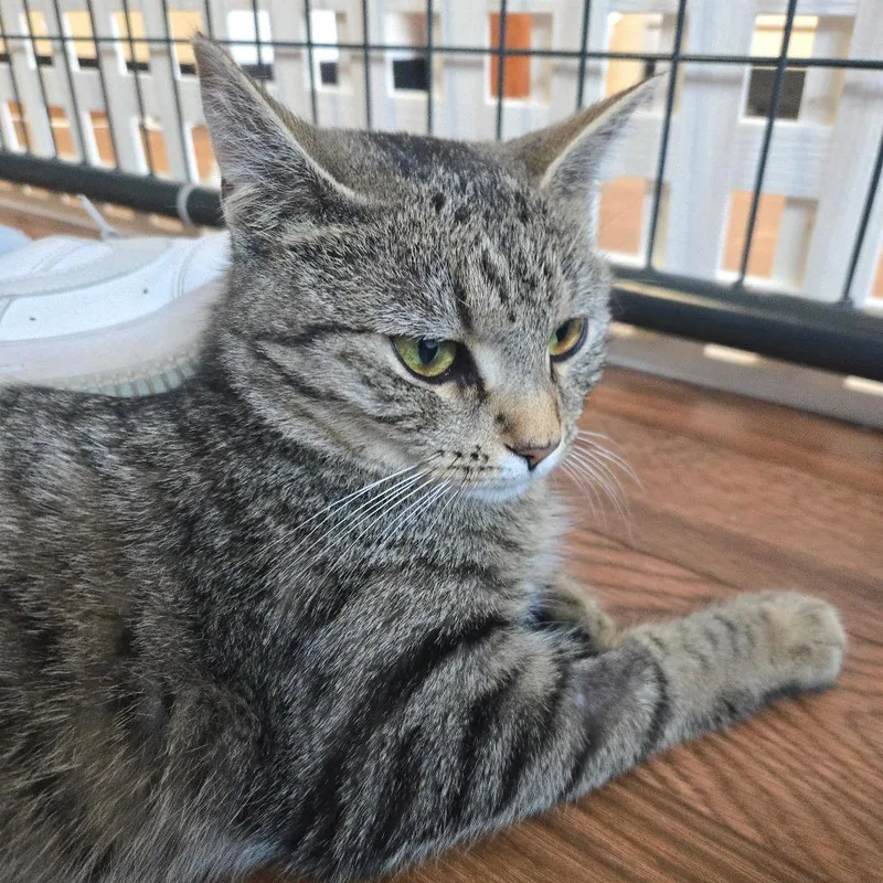 An adult medium-sized female Brown / Chocolate American Shorthair cat named Destiny for adoption in Saratoga Springs, NY