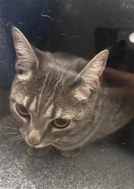 A young medium-sized female Domestic Short Hair cat named Lady for adoption in Dallas, TX