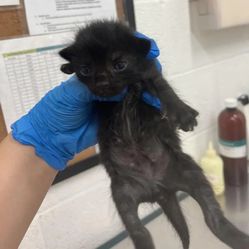A baby small-sized female Black Domestic Short Hair cat named Eryelle E for adoption in Leander, TX