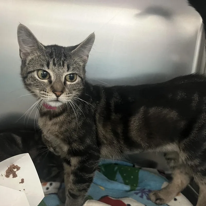 A young small-sized female Brown / Chocolate Domestic Short Hair cat named Lemur for adoption in Lakeland, FL