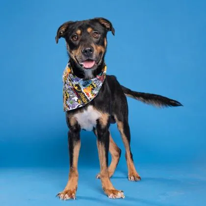 A young medium-sized male Mixed Breed dog named Max for adoption in Atlanta, GA