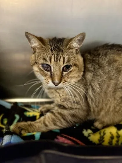 An adult large-sized male Tabby (Brown / Chocolate) Domestic Short Hair cat named Vernors for adoption in Midland, MI