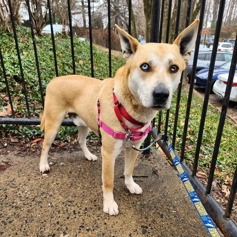 An adult medium-sized male Yellow / Tan / Blond / Fawn Husky dog named Nimbus for adoption in Falls Church, VA