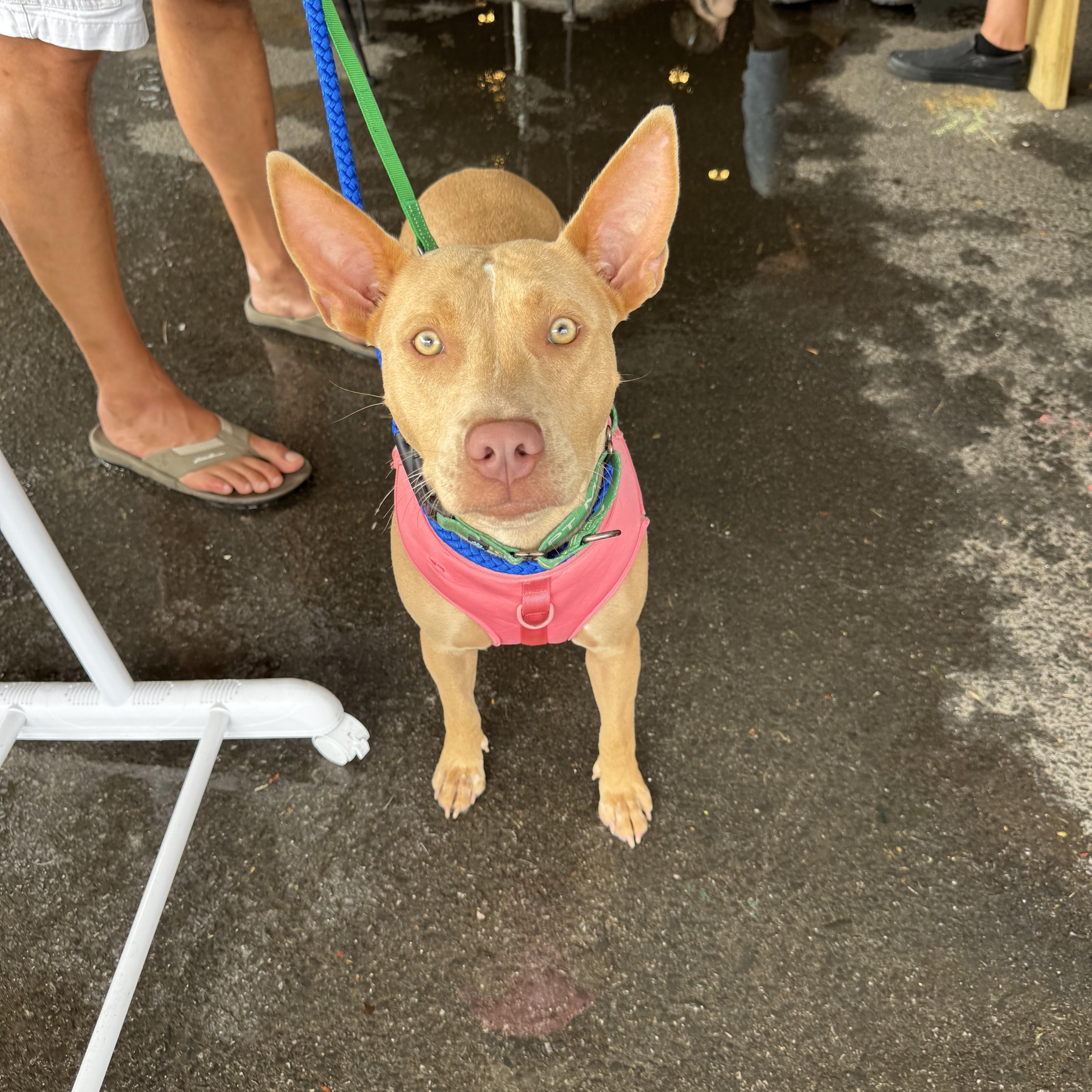 An adult medium-sized female Yellow / Tan / Blond / Fawn Mixed Breed dog named Honey for adoption in Avondale, PA