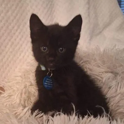 A baby medium-sized male Black Domestic Short Hair cat named Polo for adoption in Pasco, WA