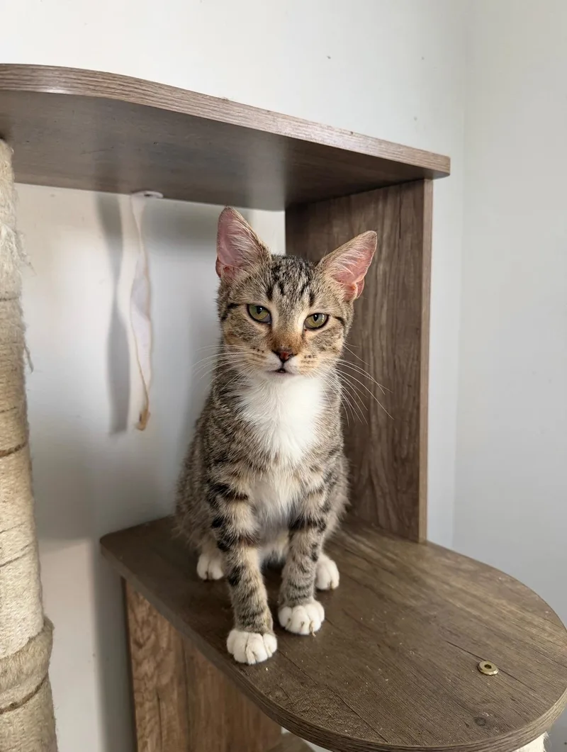 A young medium-sized male Domestic Short Hair cat named Timber for adoption in New York, NY