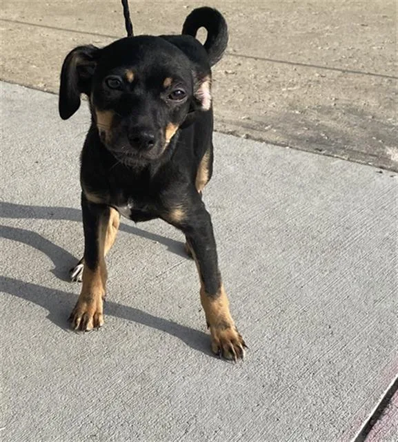 A baby medium-sized female Mixed Breed dog named Dory for adoption in Dallas, TX