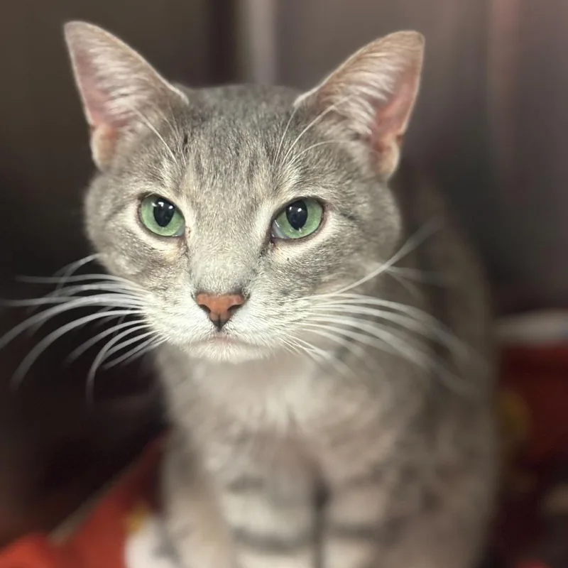 An adult medium-sized female Gray / Blue / Silver Domestic Short Hair cat named Katia for adoption in Davenport, IA