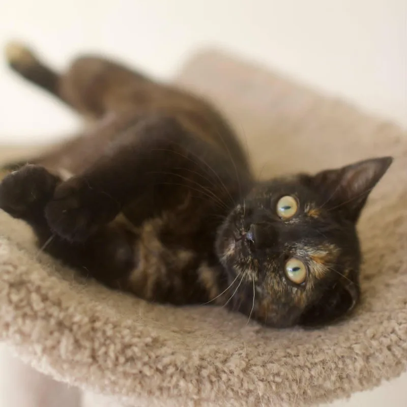 A baby medium-sized female Tortoiseshell Domestic Short Hair cat named Beulah for adoption in Umatilla, FL