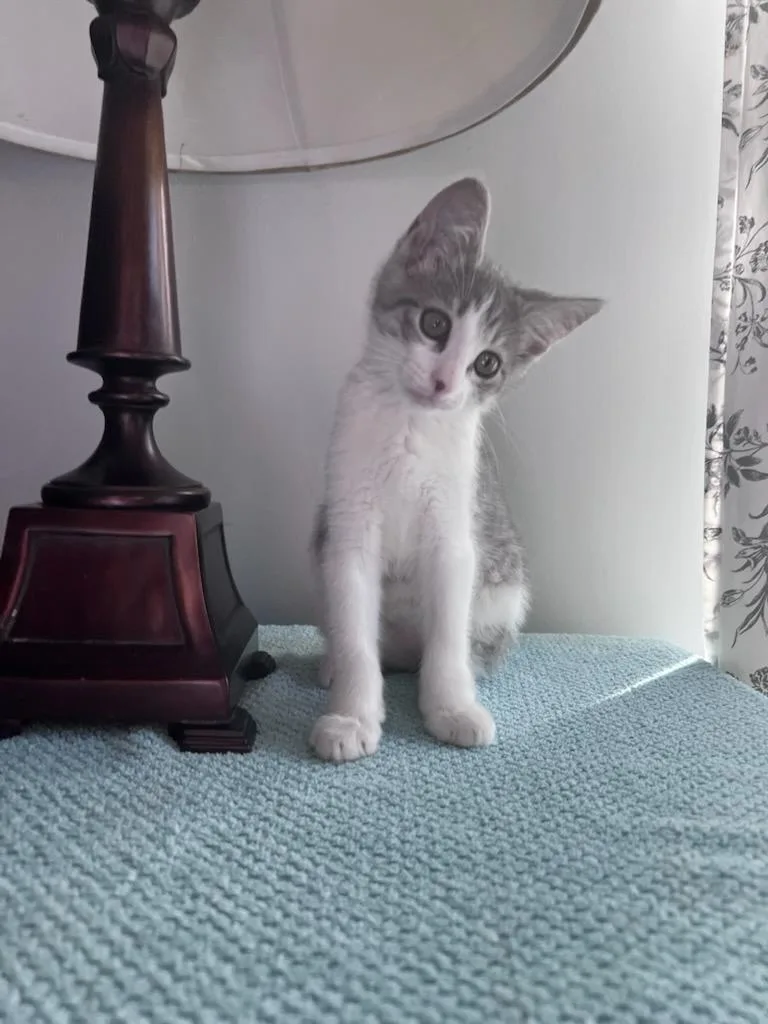 A baby small-sized female White Domestic Short Hair cat named Sassy for adoption in Ellicott City, MD