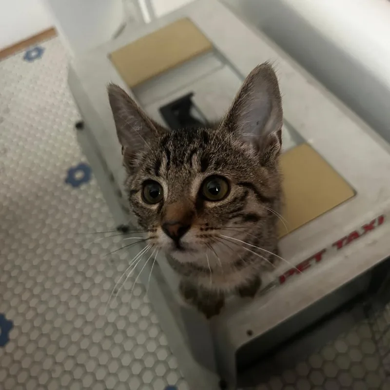 A baby medium-sized female Tabby (Brown / Chocolate) Domestic Short Hair cat named Egypt for adoption in Chicago, IL
