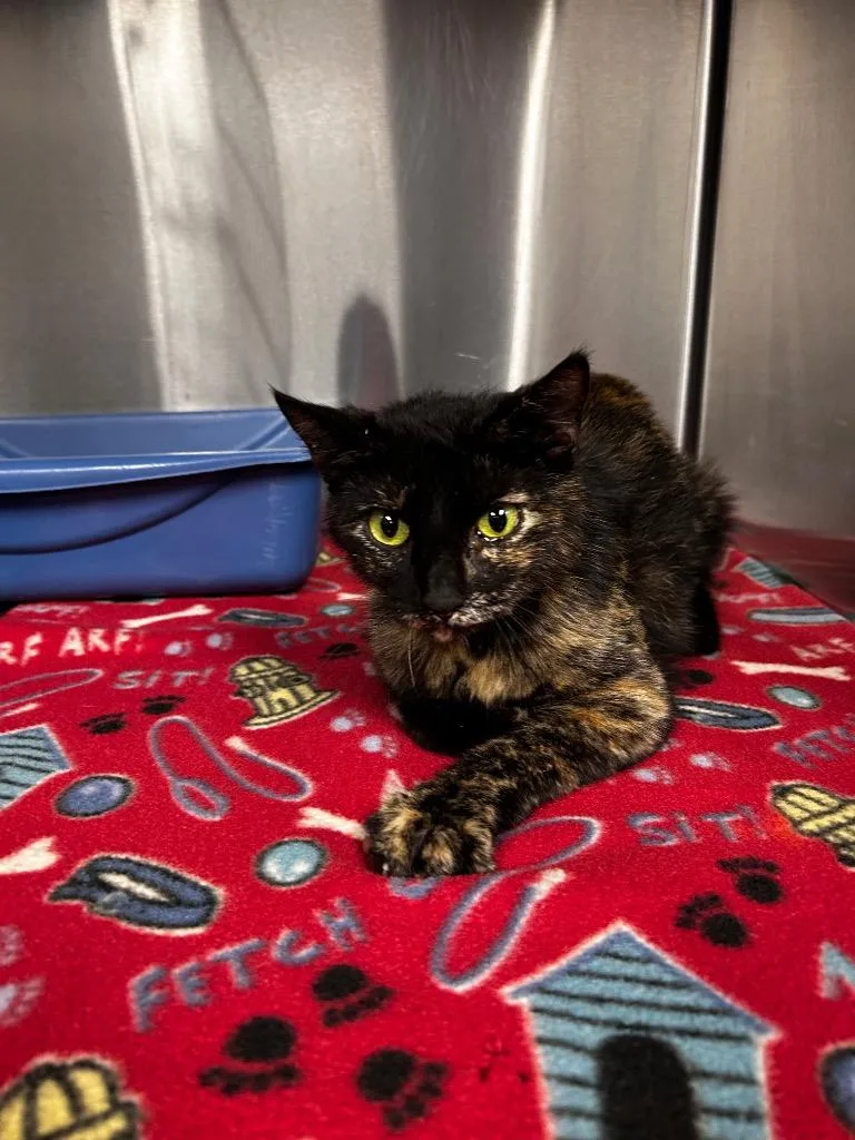 A young medium-sized female Domestic Short Hair cat named Pixie for adoption in Gautier, MS