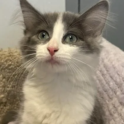 A baby medium-sized female Orange & White Domestic Short Hair cat named Jasmin for adoption in Tinley Park, IL