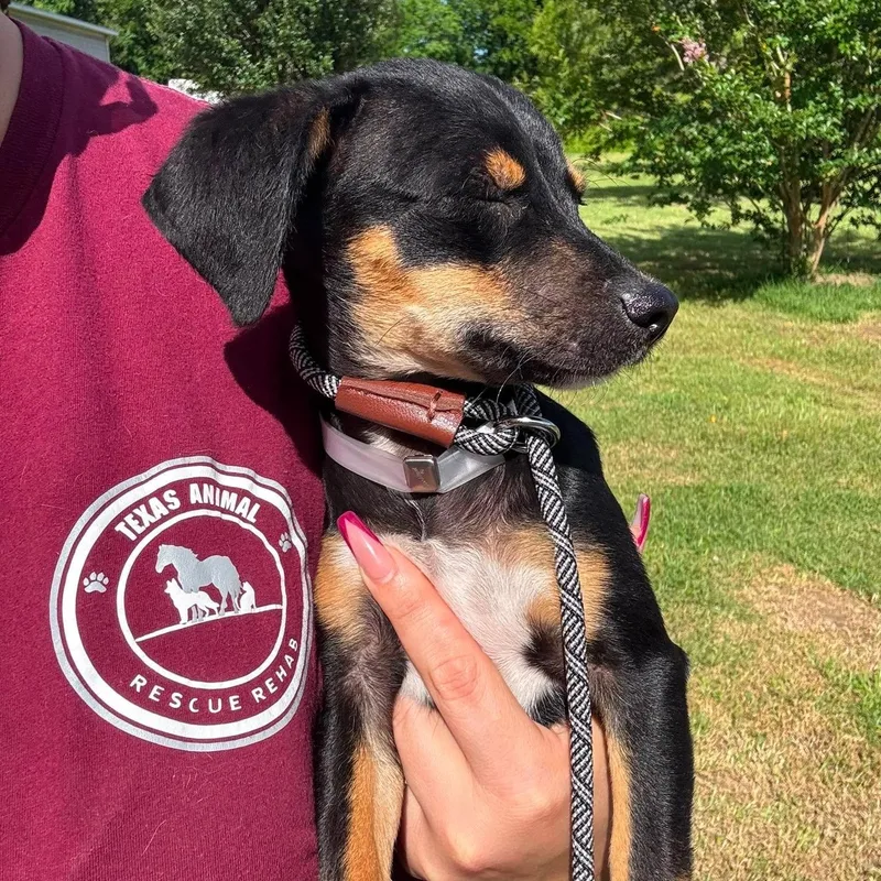 A young small-sized male Black Rat Terrier dog named Mochi for adoption in Crosby, TX