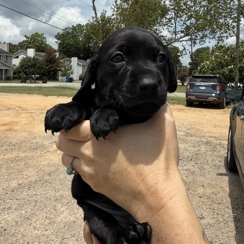 A baby medium-sized female Black Beagle dog named Jane Eyre for adoption in Columbia, SC