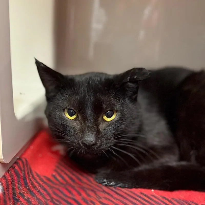 A young medium-sized female Black Domestic Short Hair cat named Amorette for adoption in Watertown, NY