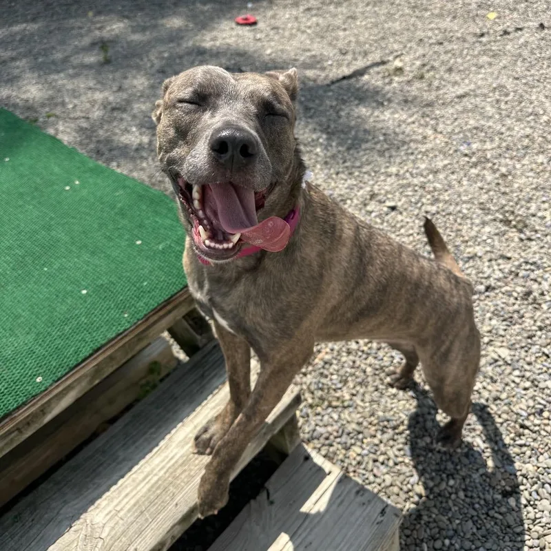 An adult medium-sized female Gray / Blue / Silver Pit Bull Terrier dog named Miranna for adoption in Binghamton, NY